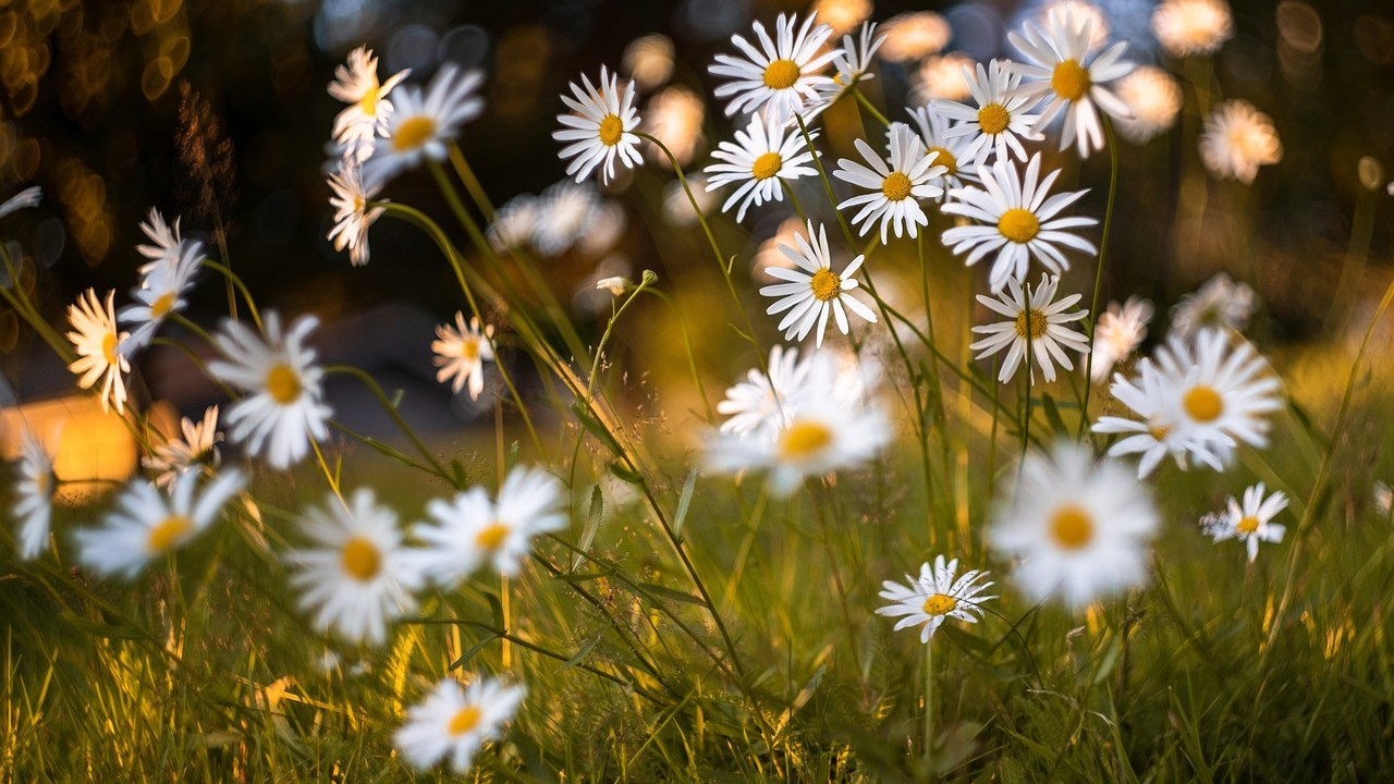 Kräuterspaziergang am Feierabend