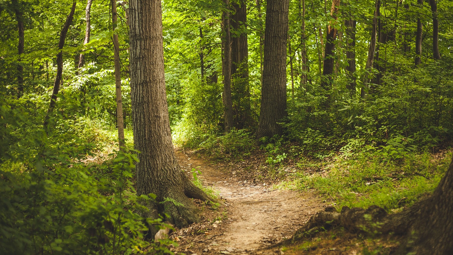 Waldbaden - Wohlfühlzeit in der Natur